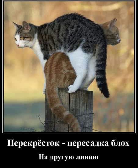 Перекрёсток пересадка блох Ни другую лишпо