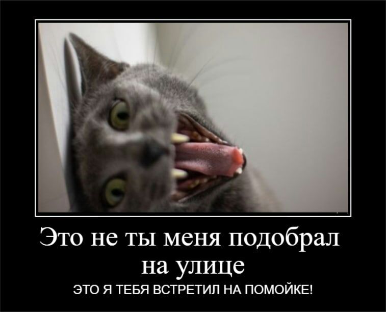 Это не ты меня подобрал на УЛИЦС это я ТЕБЯ встретил НА помойка