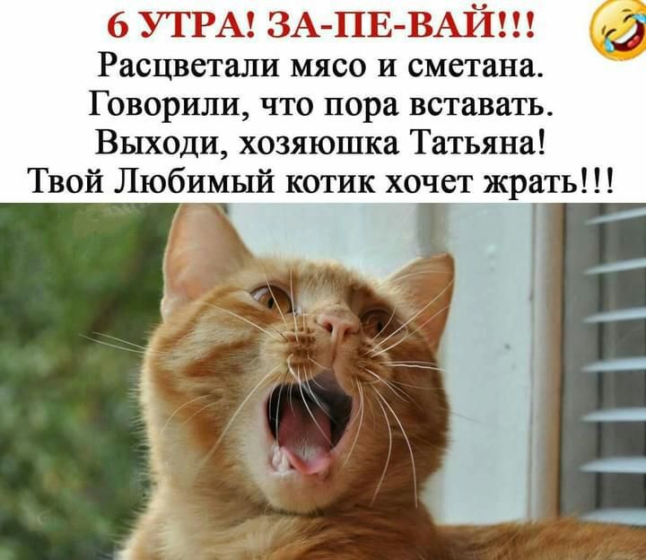 6 УТРА ЗА ПЕВАЙ Расцветали мясо И сметана Говорили что пора вставать Выходи хозяюшка Татьяна Твой Любимый котик хочет жрать