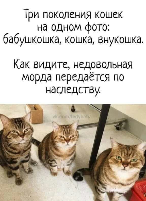 Три поколения кошек на одном фото бабушкошка кошка внукошка Как видите недовольная морда передаётся по наследству