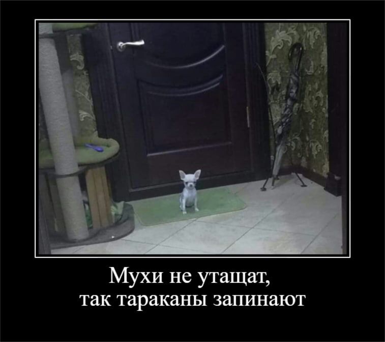 Мухи не утащат так тараканы заливают