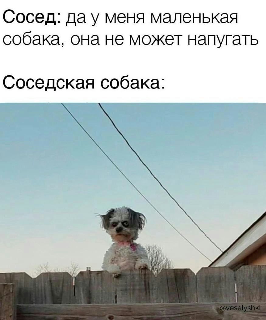 Сосед да у меня маленькая собака она не может напугать Соседская собака