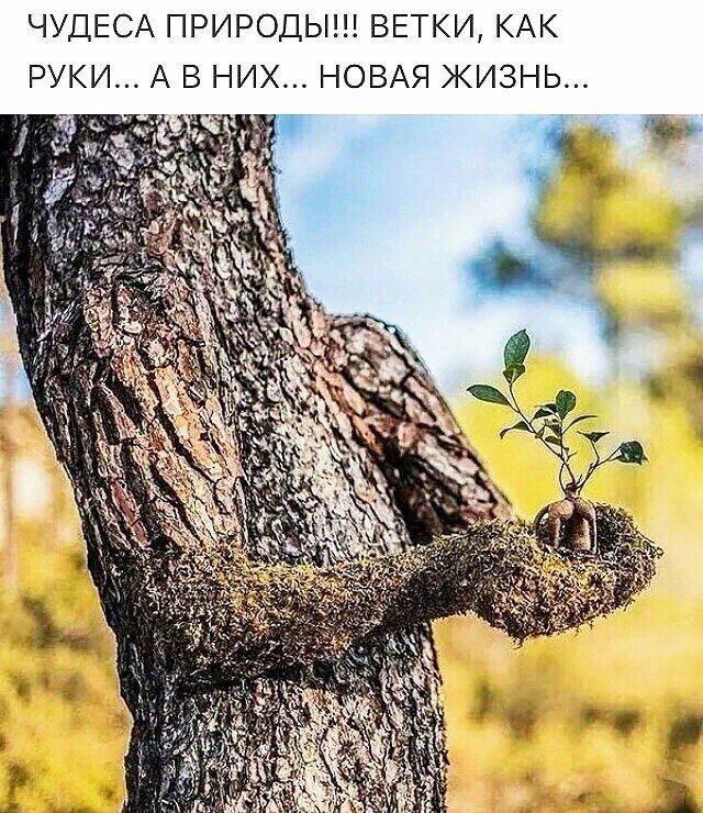 ЧУДЕСА ПРИРОДЫ ВЕТКИ КАК РУКИ А В НИХ НОВАЯ ЖИЗНЬ