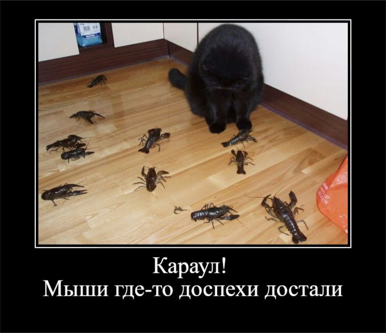 Караул Мыши гдето доспехи достали