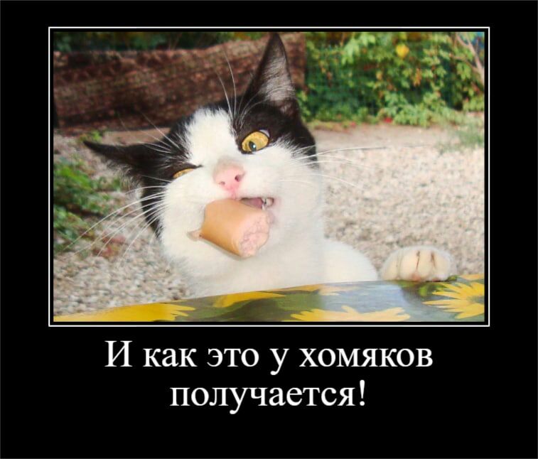 И как это у хомяков получается
