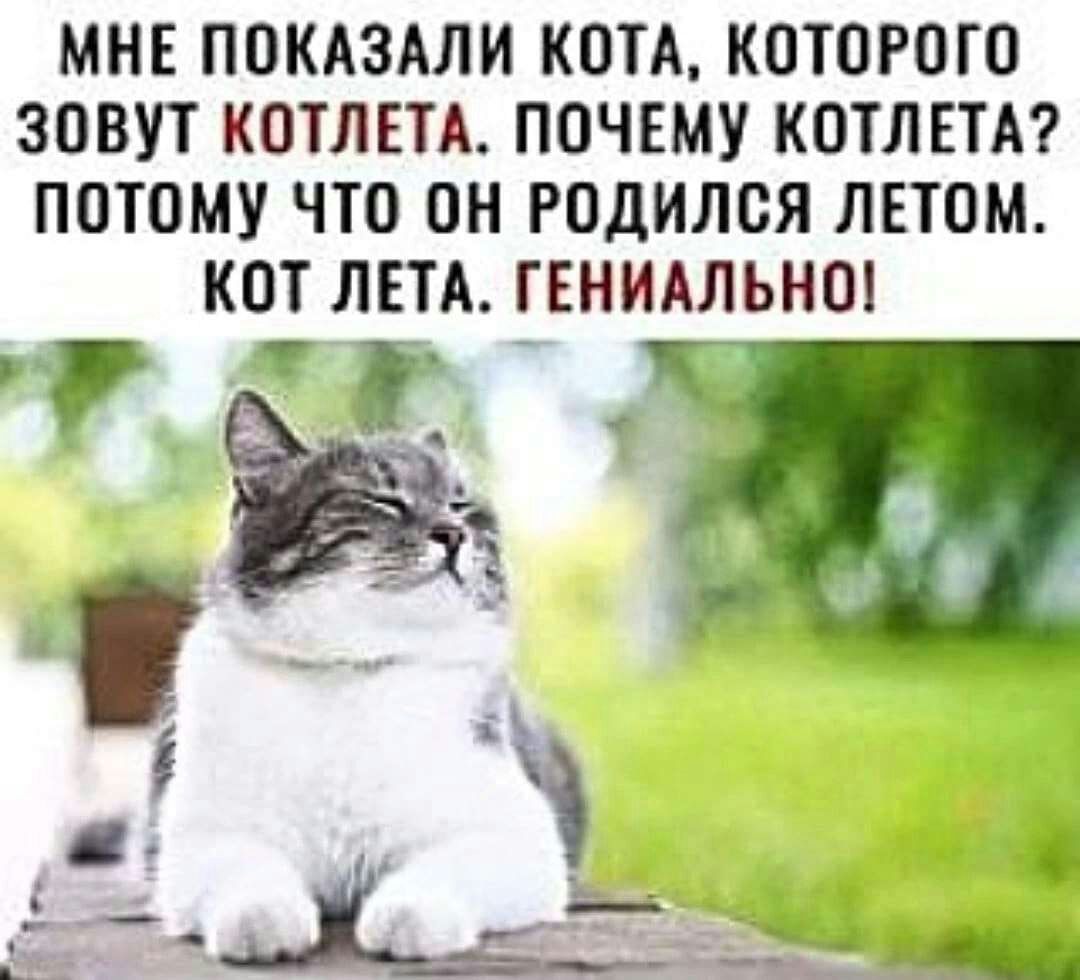 МНЕ ПОКАЗАЛИ КОТА КОТОРОГО ЗОВУТ КОТЛЕТА ПОЧЕМУ КОТЛЕТА ПОТОМУ ЧТО ОН РОДИЛОЯ ЛЕТОМ КОТ ЛЕТА ГЕНИАЛЬНО