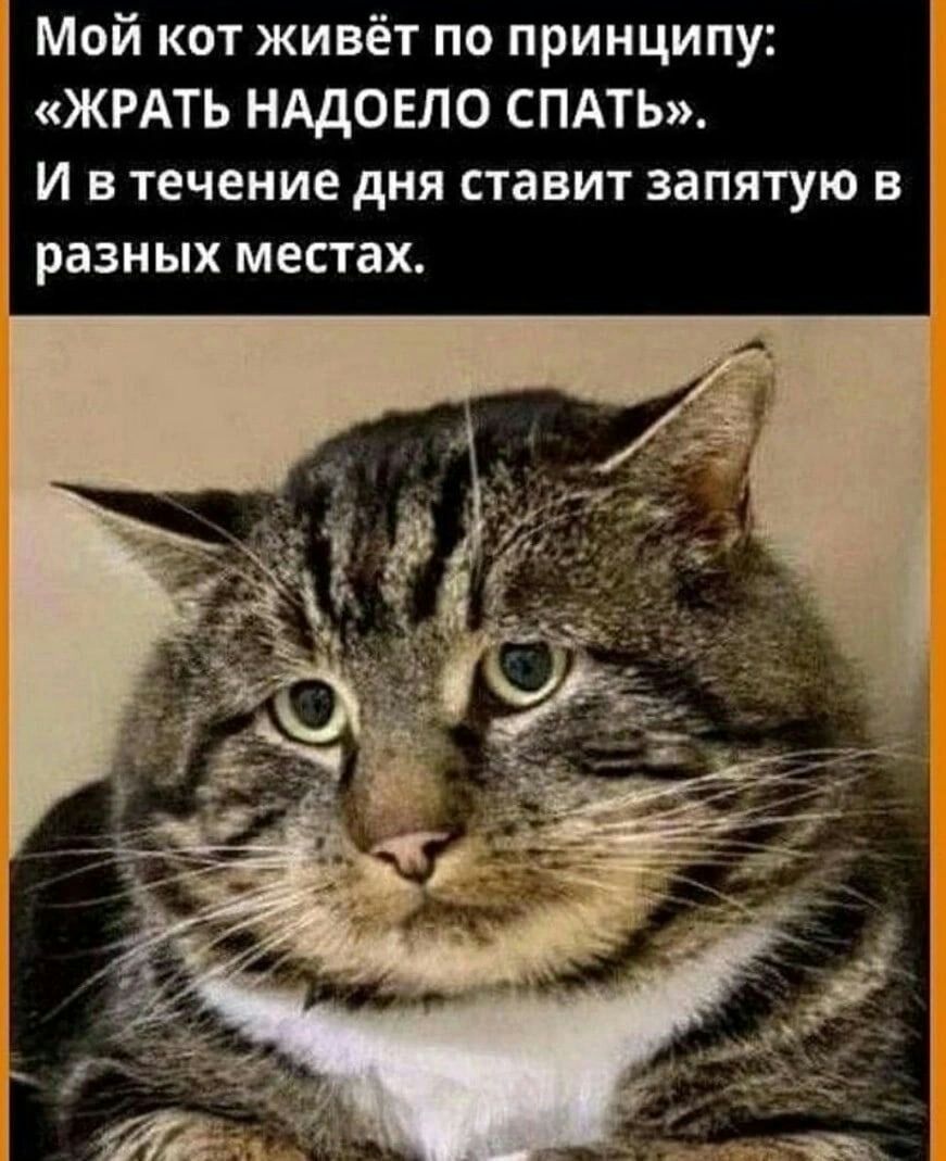 Мой кот живёт по принципу ЖРАТЬ НАДОЕЛО СПАТЬ и в течение дня ставит запятую в разных местах