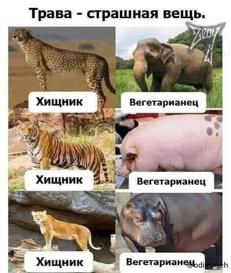 Трава страшная вещь