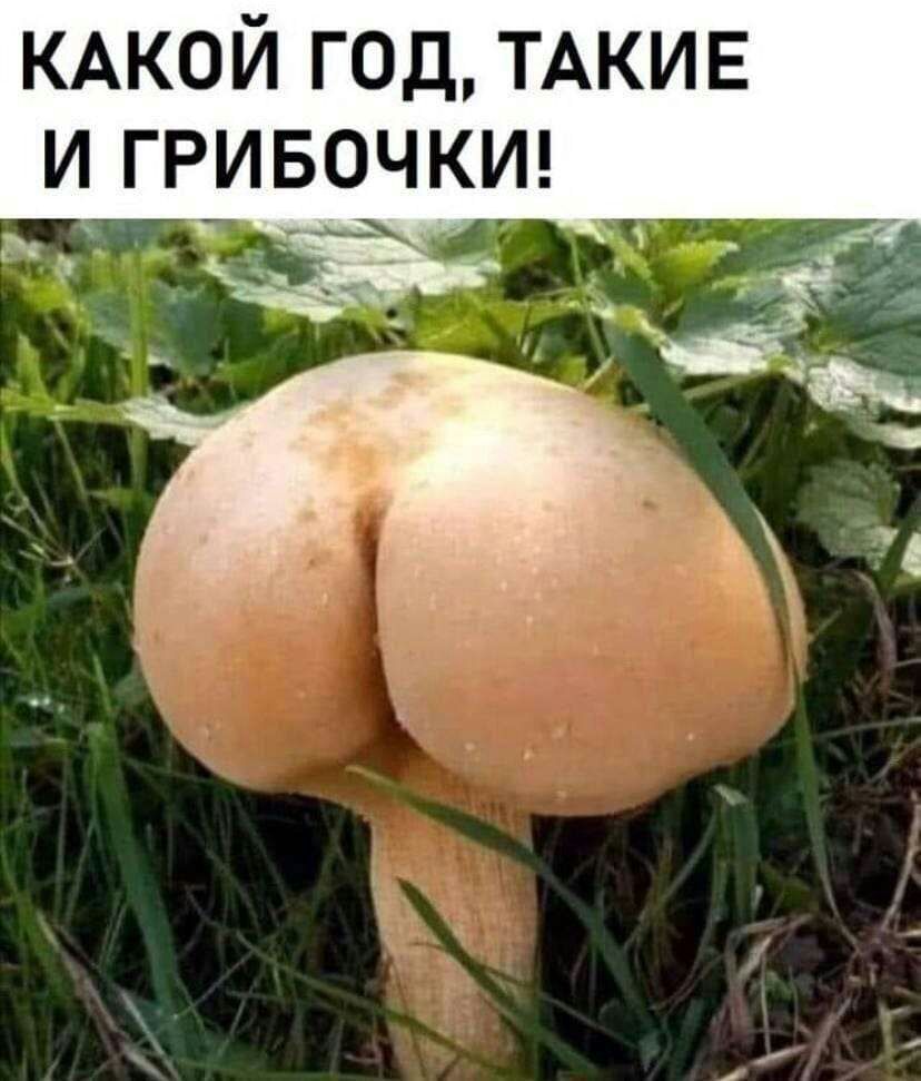 КАКОЙ год ТАКИЕ и гривочкш
