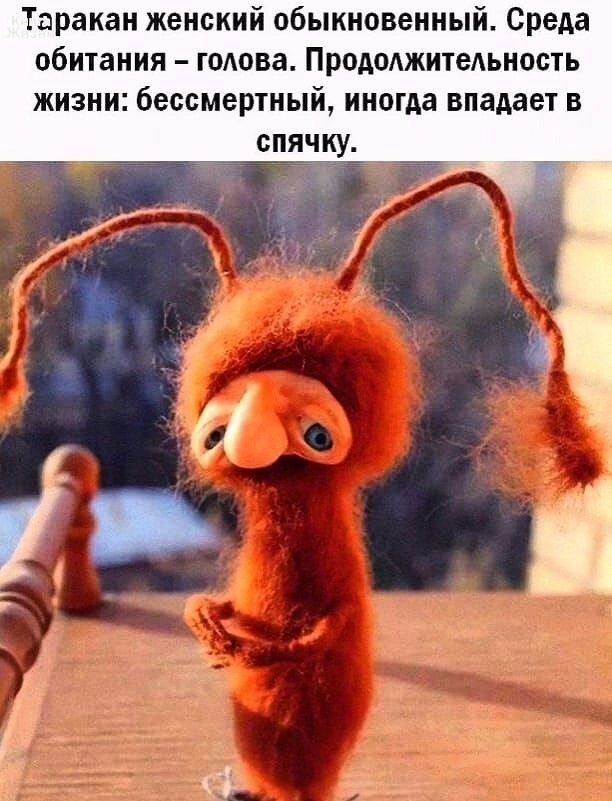 Таракан женский обыкновенный Среда обитания голова Продолжитеьиость ЖИЗНИ бессмертный иногда впадает В спячку