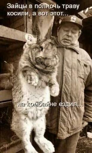 Зайцы в потвдь траву