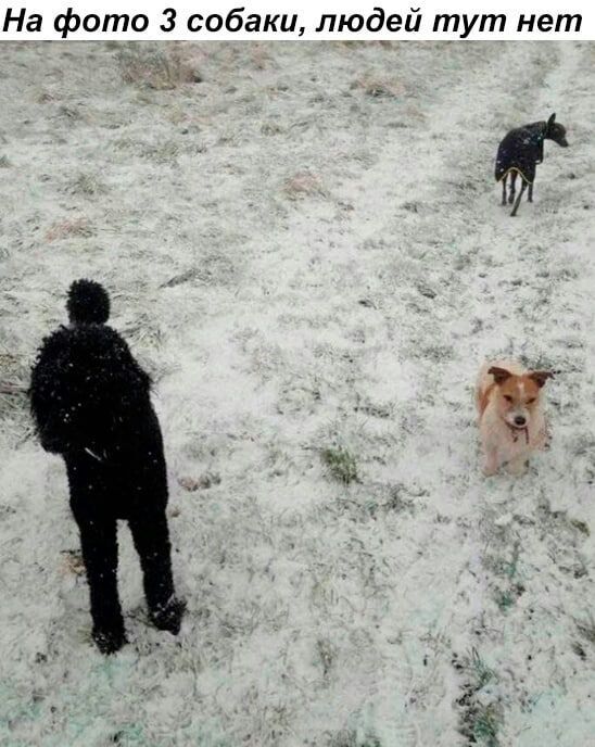 На фото 3 собаки людей тут нет д _