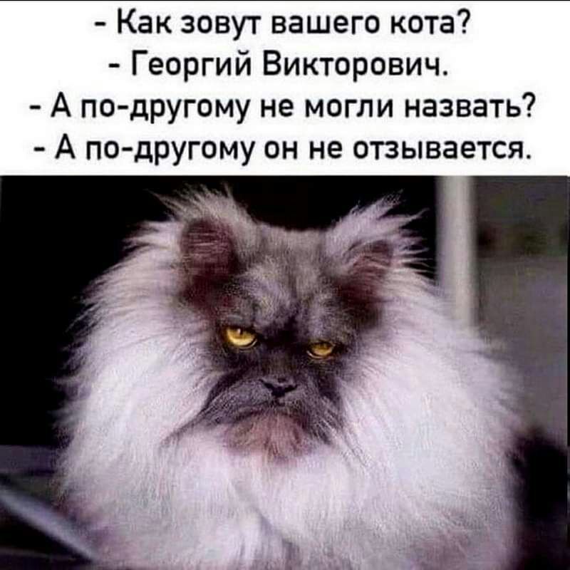 Как зовут вашего кота Георгий Викторович А по другому не могли назвать А по другому он не отзывается