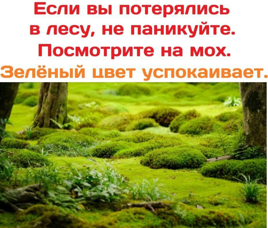 Увидев леса. Если вы заблудились в лесу посмотрите на мох зеленый цвет успокаивает. Если вы заблудились в лесу не паникуйте посмотрите на мох зелёный.