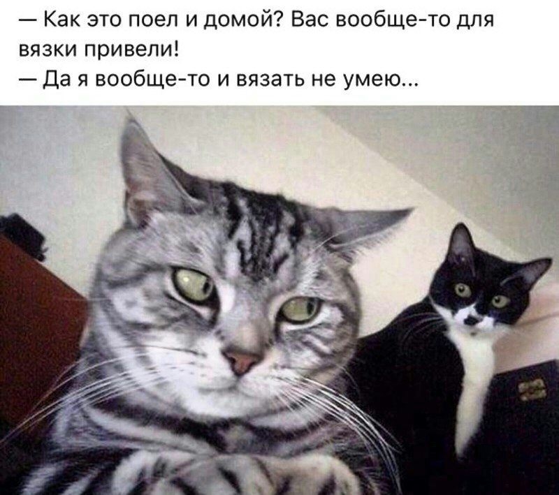 Как это поел и домой Вас вообще то для вязки Привели Да я вообще то и вязать не умею