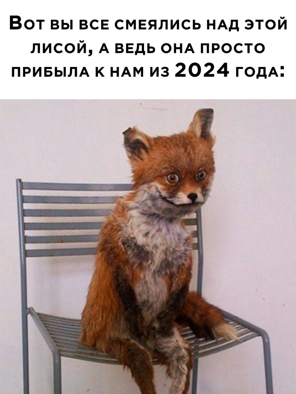 Вот вы все смвялись ндд этой лисой А ведь ОНА просто ПРИБЫЛА к НАМ из 2024 годА