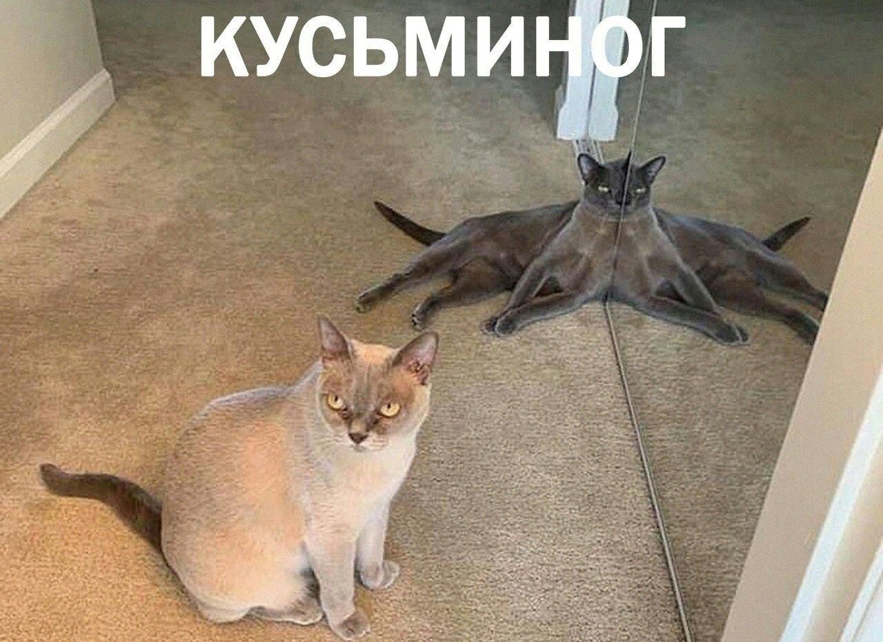 5 кусьмипіг