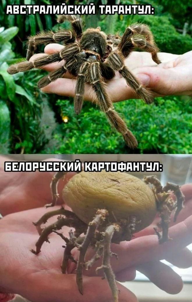 ЕЕЕТРЯПИИЕКИИ ТЯРПНТ_П__ і и ч ЕЕППРНЕЕКЪ1Й КПРТПФПНТНП