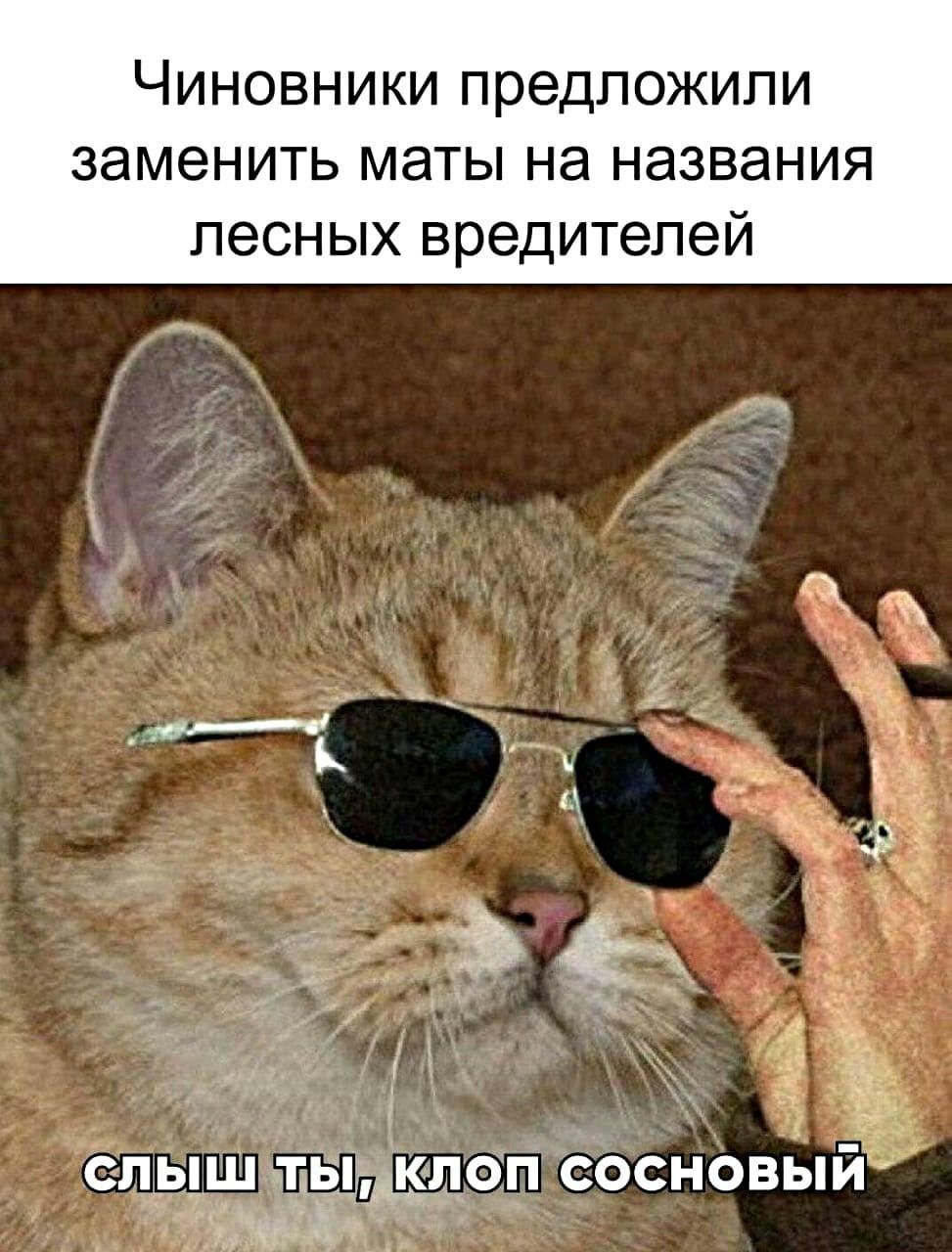 ЧИНОВНИКИ ПРЭДЛОЖИЛИ заменить маты на названия лесных вредителей 1 ъ _ сльни щыедоп сосновый