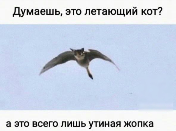 Думаешь это летающий кот д а ЭТО ВСЕГО ЛИШЬ утиная жопка