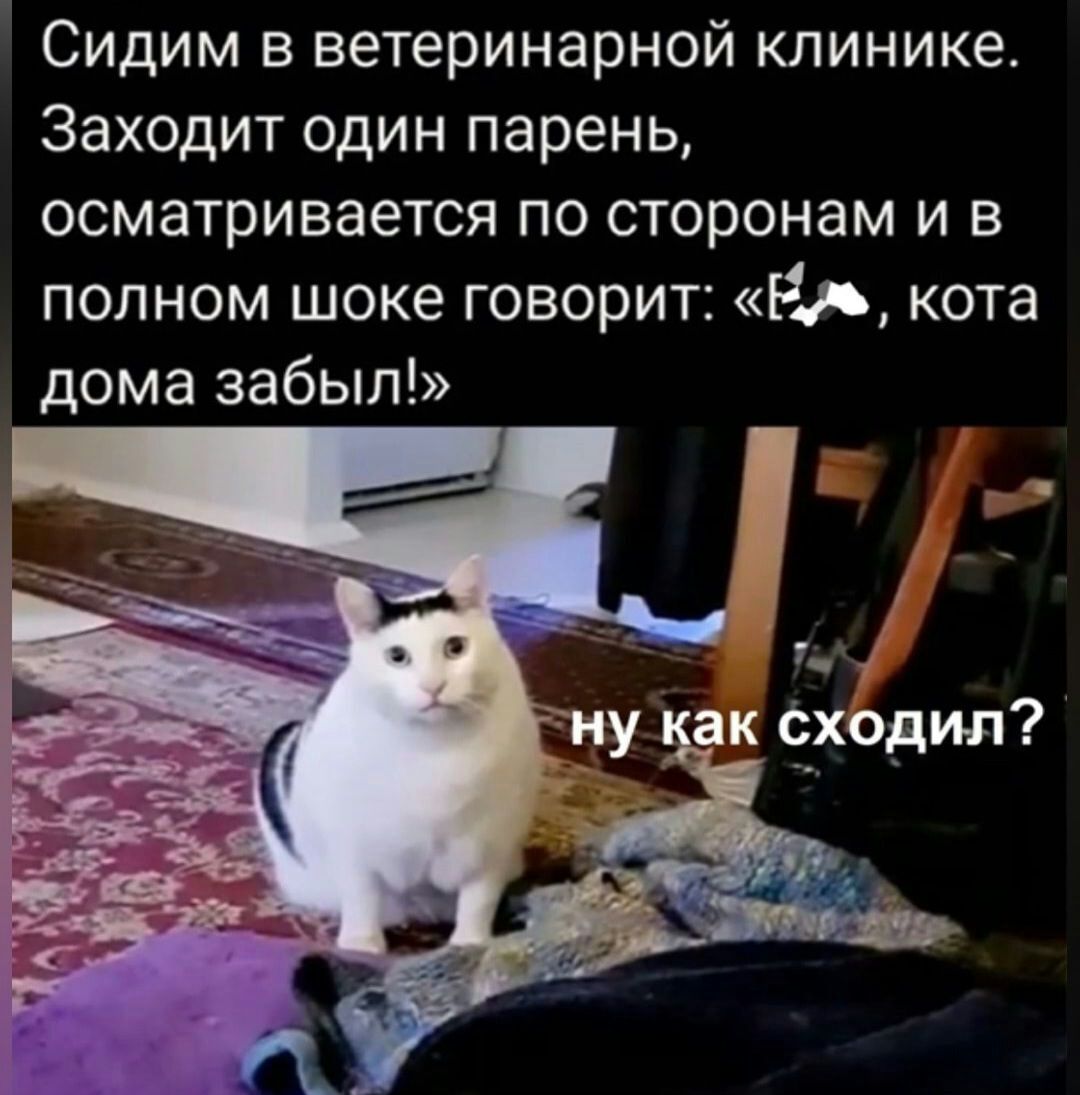 Сидим в ветеринарной клинике Заходит один парень осматривается по сторонам и в полном шоке говорит На кота дома забыл