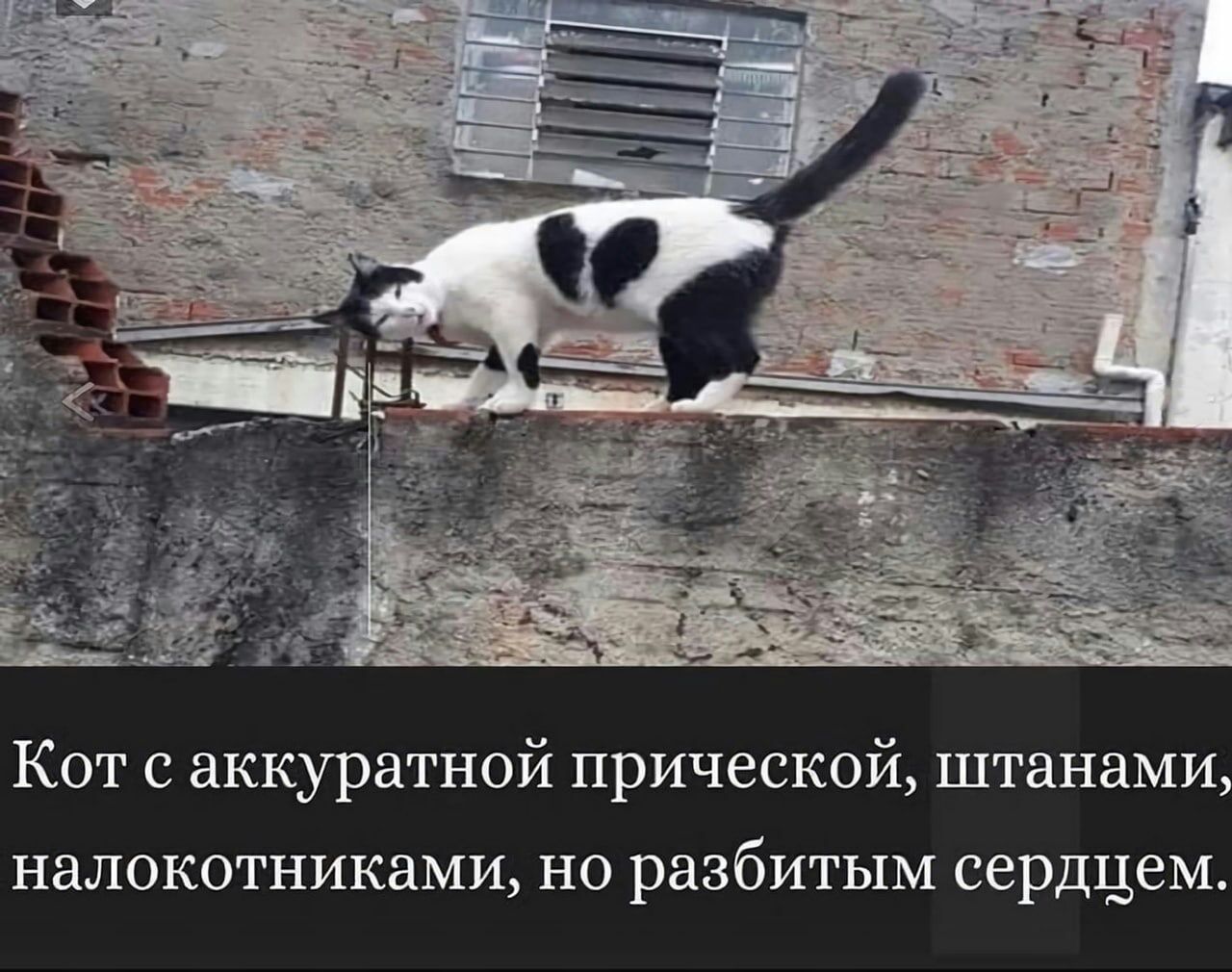 Кот с аккуратной прической штанами налокотниками но разбитым сердцем