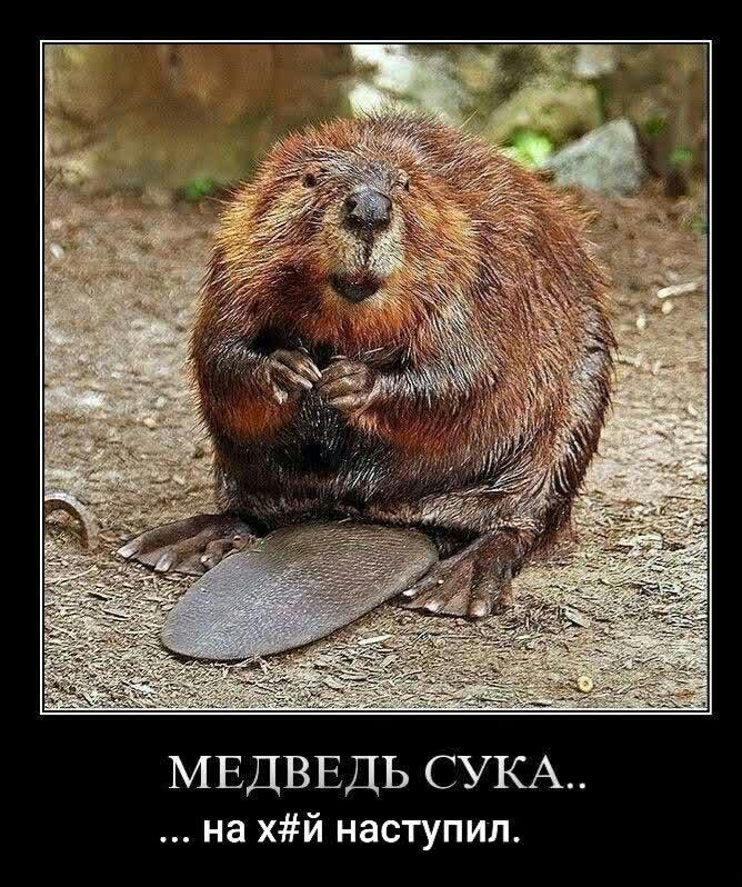 МЕДВЕДЬ СУКА на хй наступил