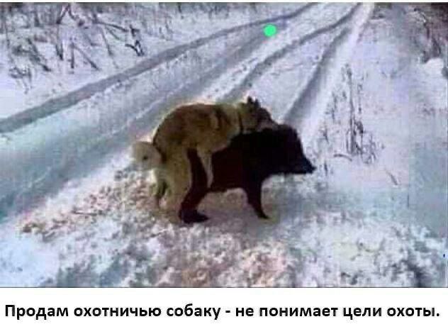 Продам охптничью в не понимает цели охоты