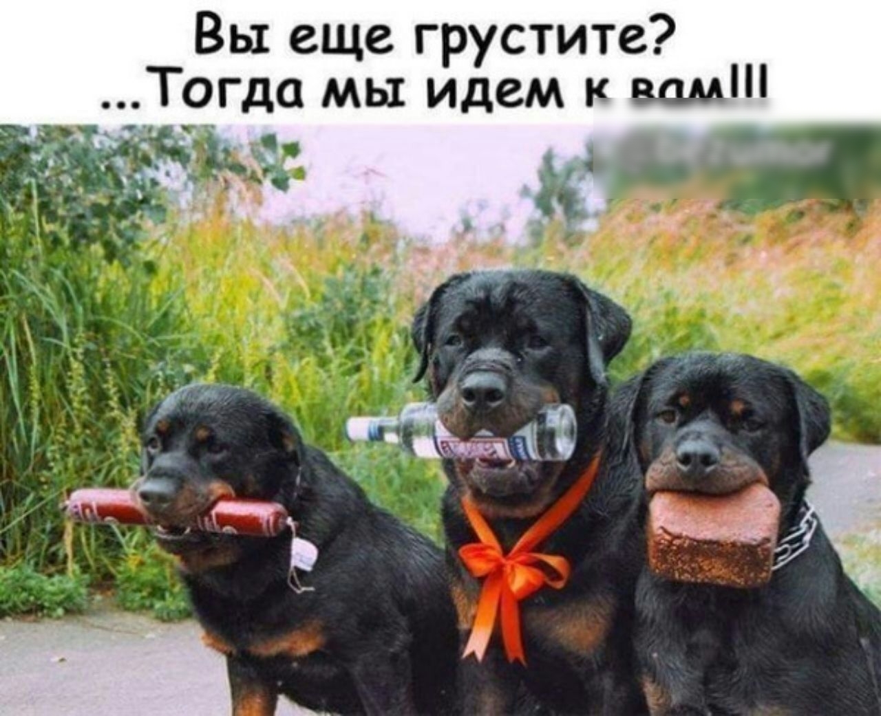 Вы еще грустите Тогда мы идем к вам д Ьештог
