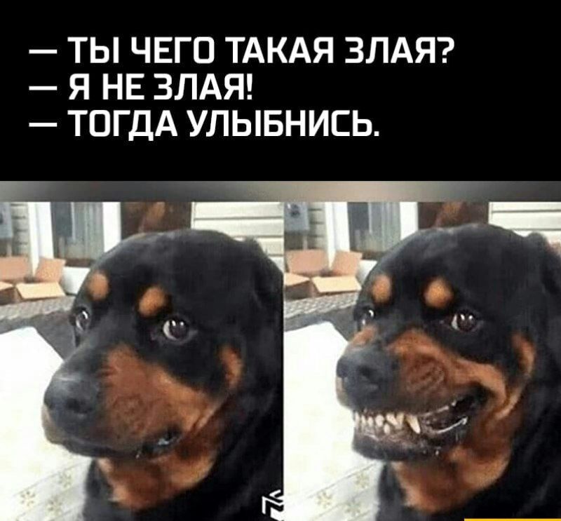 ТЫ ЧЕГО ТАКАЯ ЗЛАЯ Я НЕ ЗЛАЯ ТОГДА УЛЫБНИЕЬ