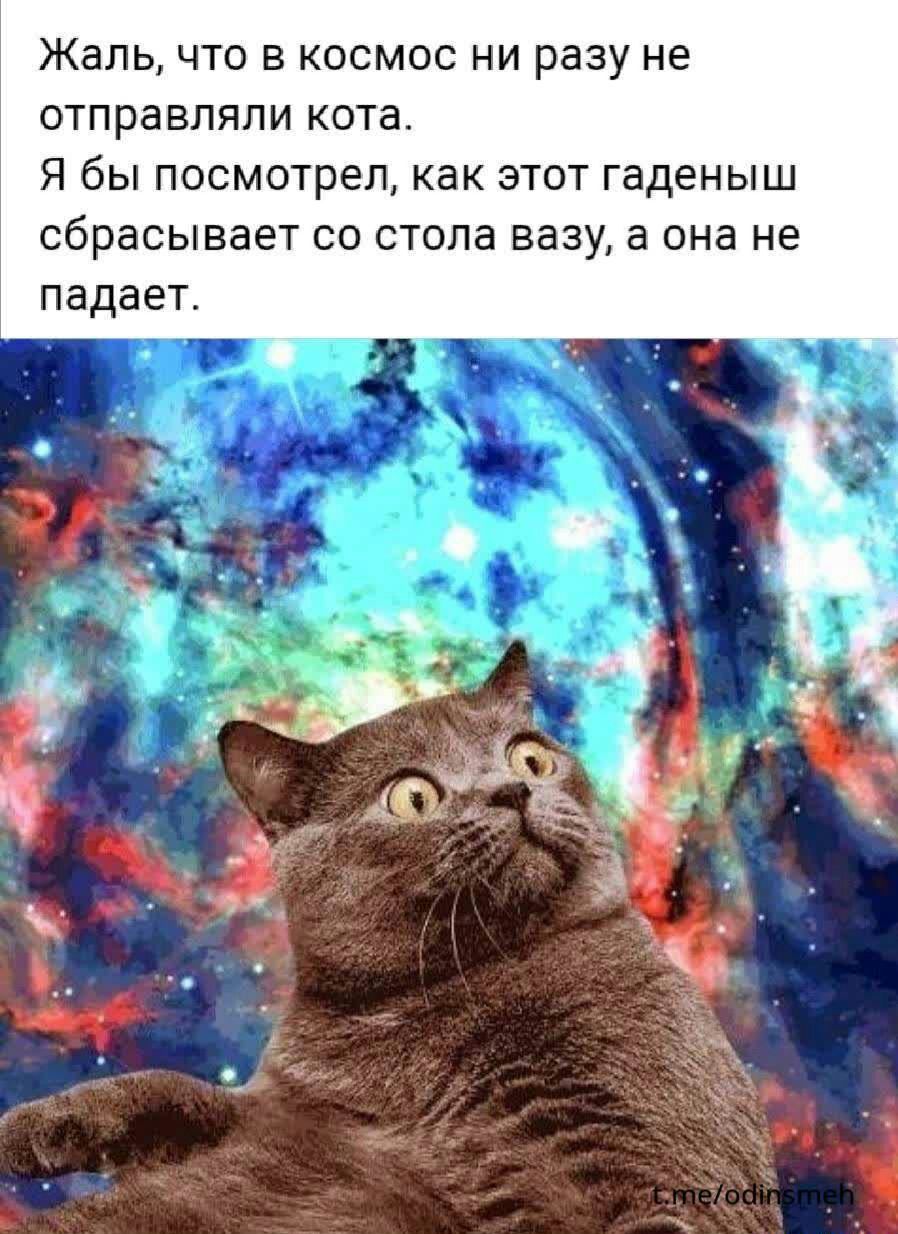Жаль что в космос ни разу не отправляли кота Я бы посмотрел как этот гаденыш сбрасывает со стола вазу а она не падает