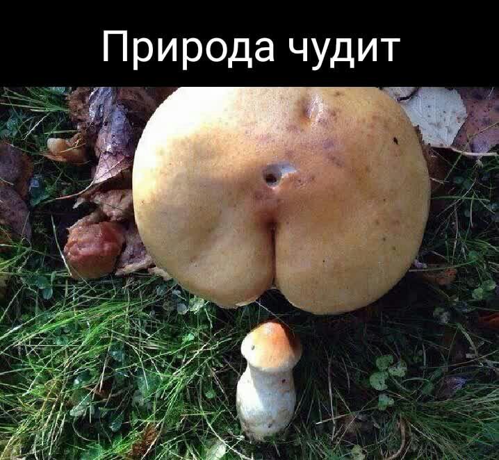 Природа чудит