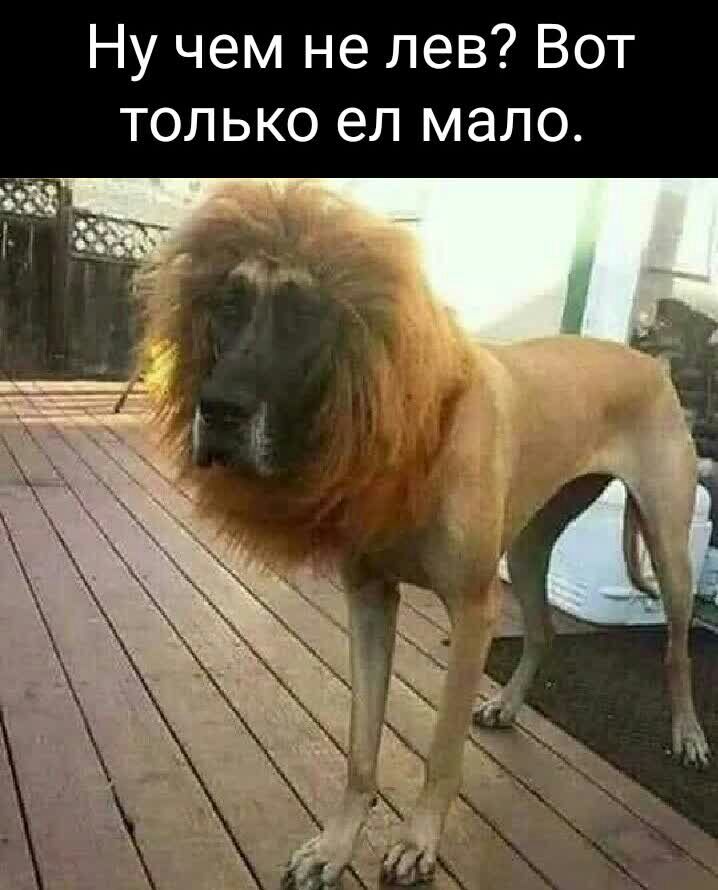 Ну чем не лев Вот только ел мало
