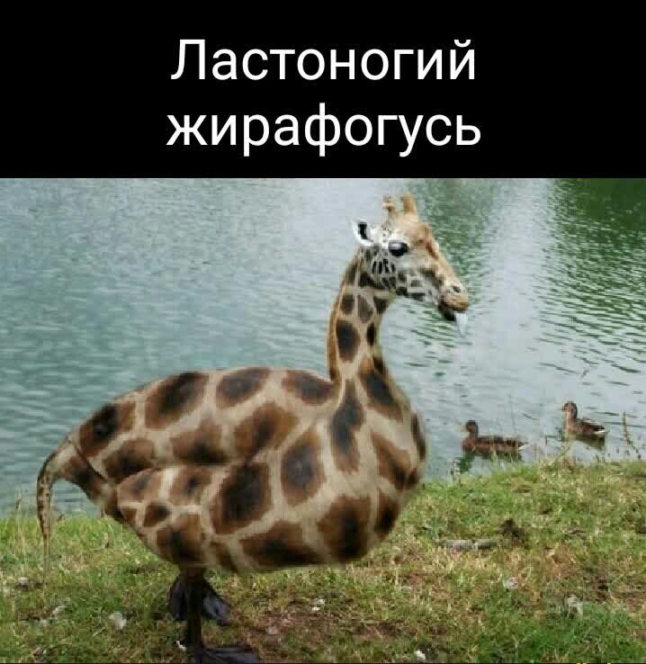 Ластоногий жирафогусь