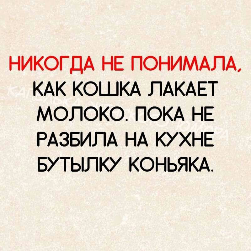 НИКОГДА НЕ ПОНИМАЛА КАК КОШКА ЛАКАЕТ МОЛОКО ПОКА НЕ РАЗБИЛА НА КУХНЕ БУТЫЛКУ КОНЬЯКА