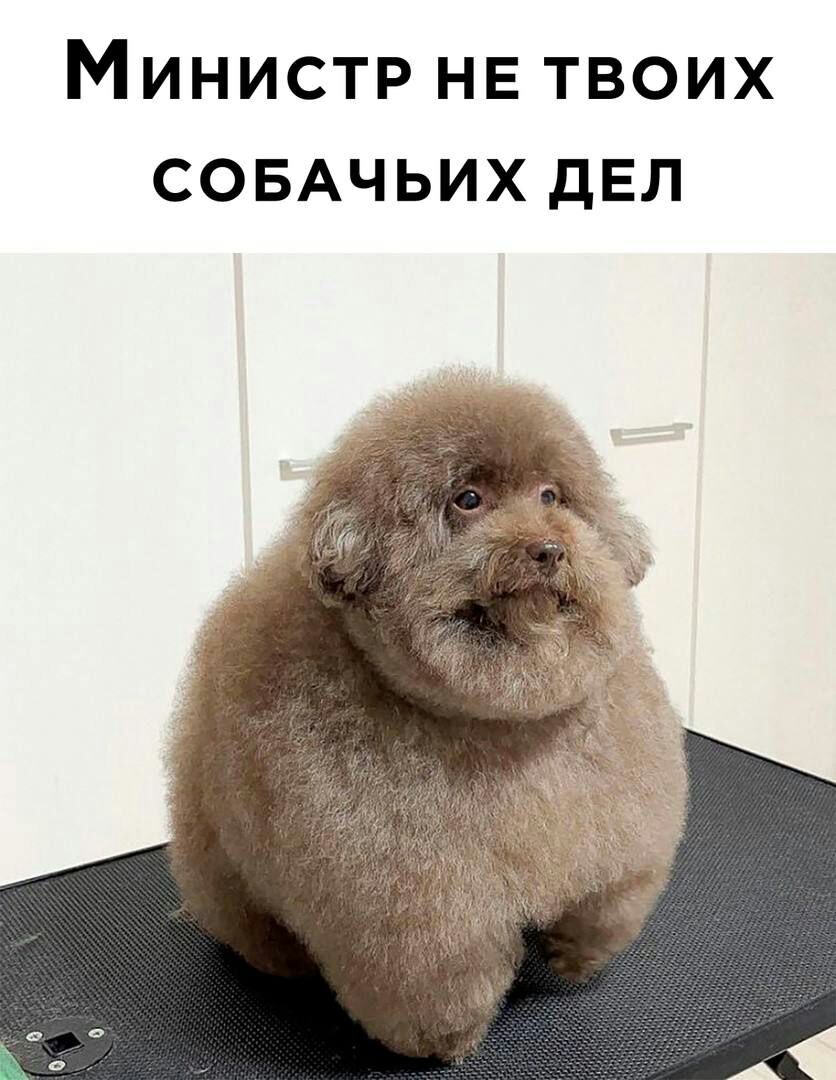 Министр не твоих СОБАЧЬИХ дел