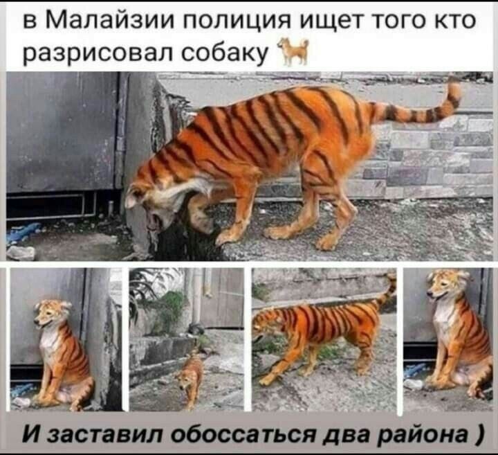 в Малайзии полиция ищет того кто разрисовал собаку у __ И и ист вил обошли дп рейси