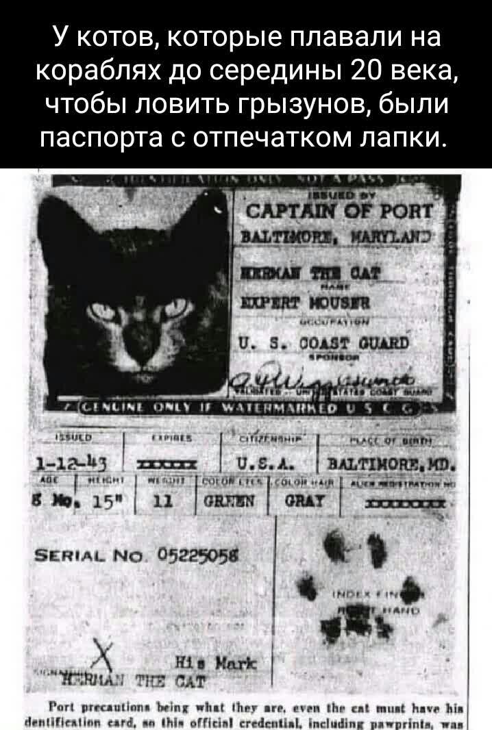 У котов которые плавали на кораблях до середины 20 века чтобы ловить грызунов быпи паспорта С отпечатком папки 1 Б А ШЩПБЗЮ в пн 11 вши шт
