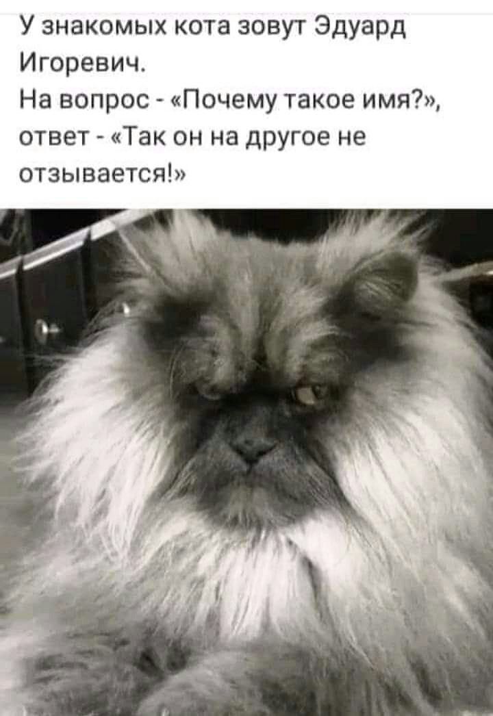У знакомых кота зовут Эдуард Игоревич На вопрос Почему такое имя ответ Так он на другое не отзывается