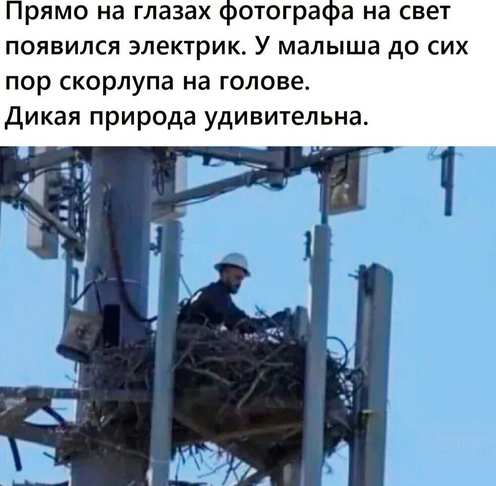 рЯМО на ГЛЗЗЗХ ппотограа на СВЕТ появился электрик У малыша до сих пор скорлупа на голове дикая природа удивительна