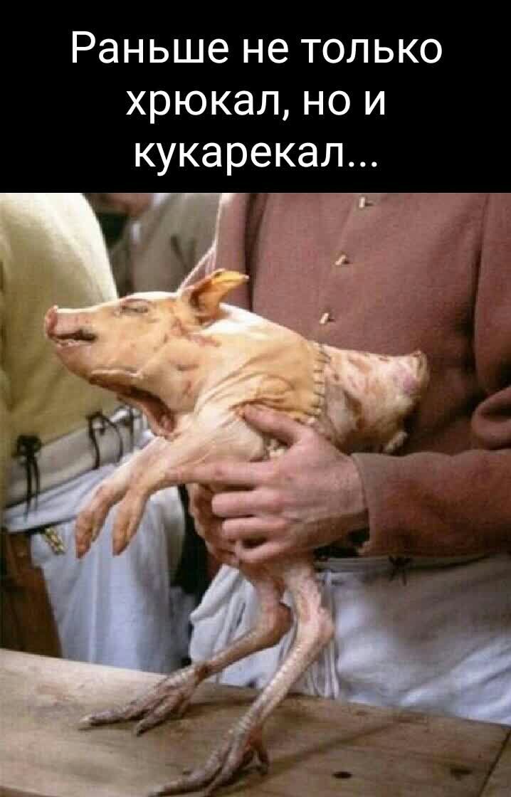 Раньше не только хрюкал но и кукарекал