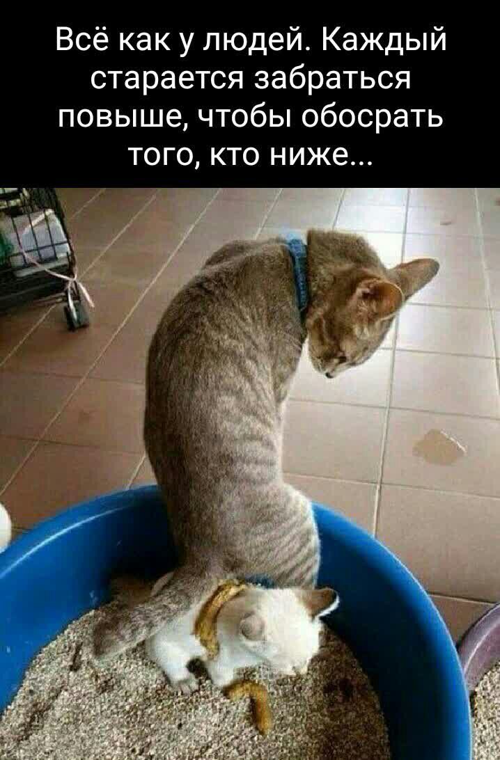Всё как у людей Каждый старается забраться повыше чтобы обосрать ТОГО КТО НИЖЭ