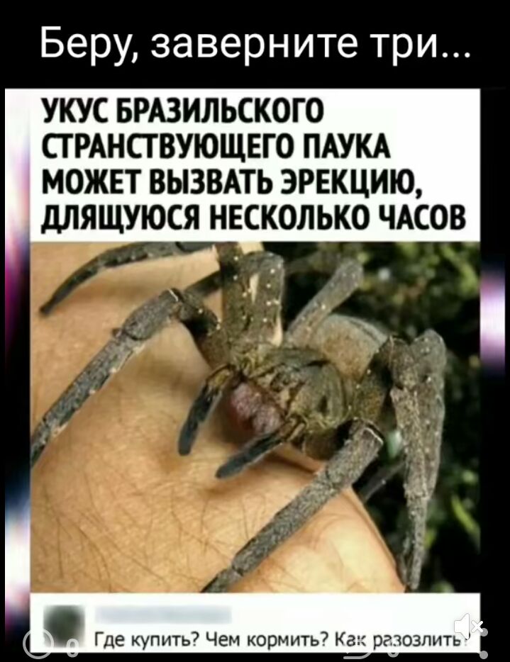 Беру заверните три УКУС БРАЗИЛЬСКОГО ТРАНСТВУЮЩЕГО ПАУКА МОЖЕТ ВЫЗВАТЬ ЭРЕКЦИЮ дЛЯЩУЮСЯ НЕСКОЛЬКО ЧАСОВ