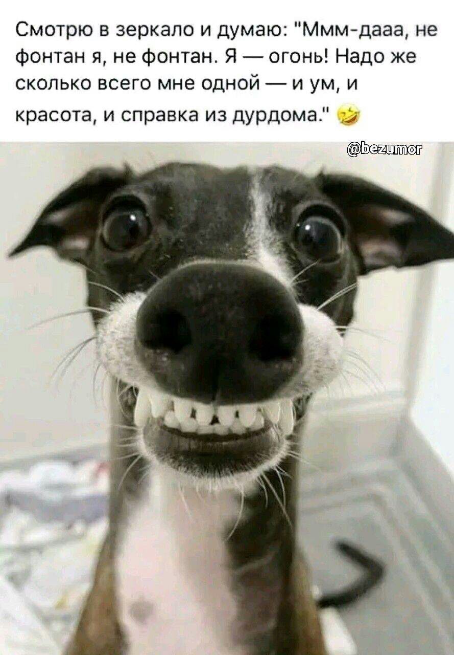 Смотрю в зеркало и думаю МММ дааа не Фонтан я не Фонтан Я огонь Надо же сколько всего мне одной и ум и красота и справка из дурдома Ьхдщдг