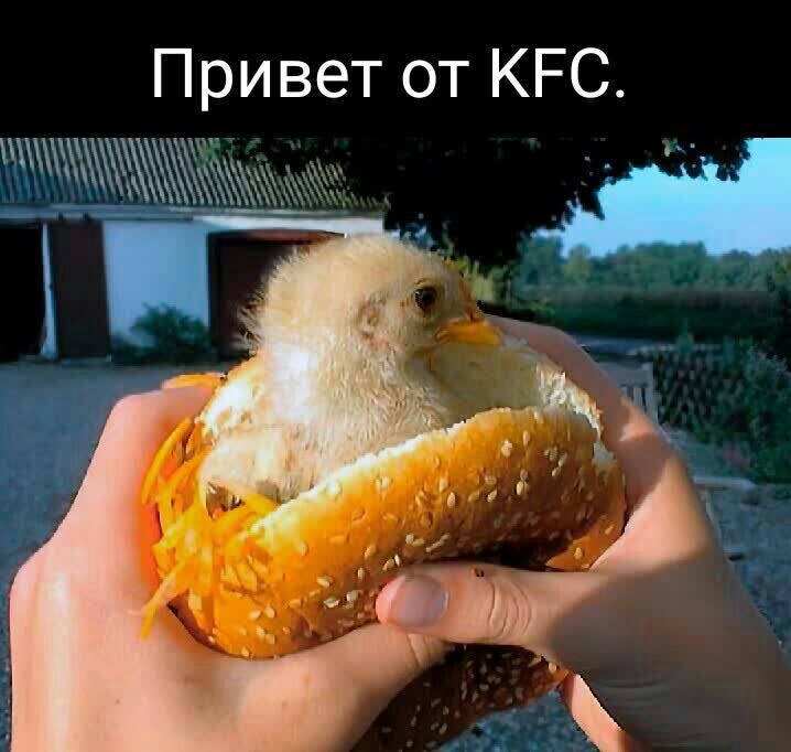 Привет от КРС
