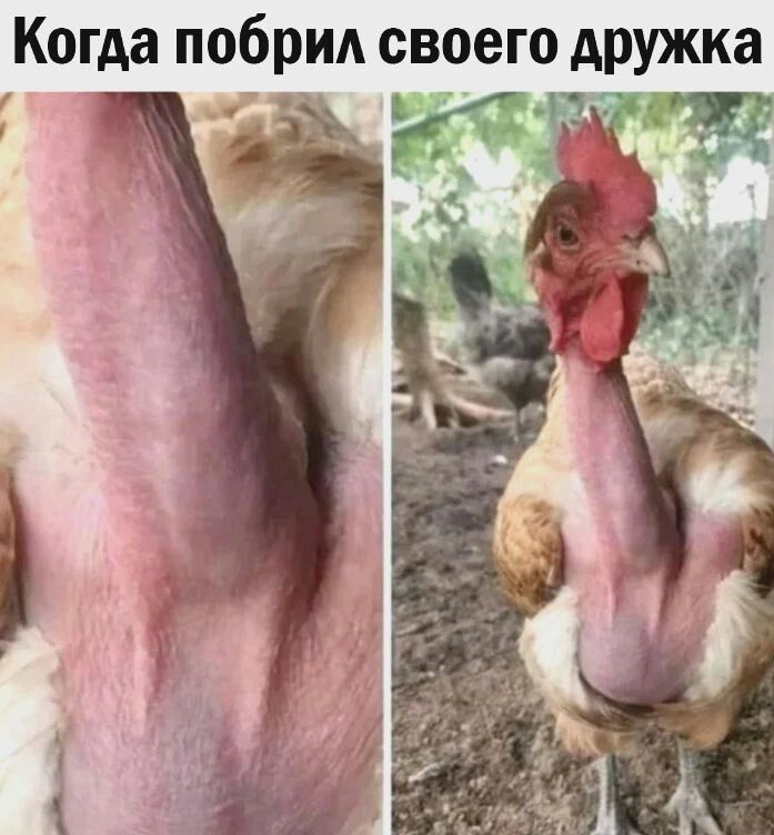 Когда побрид своего дружка