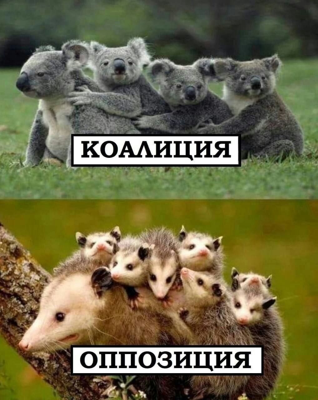 _ оппияозиц 41 д