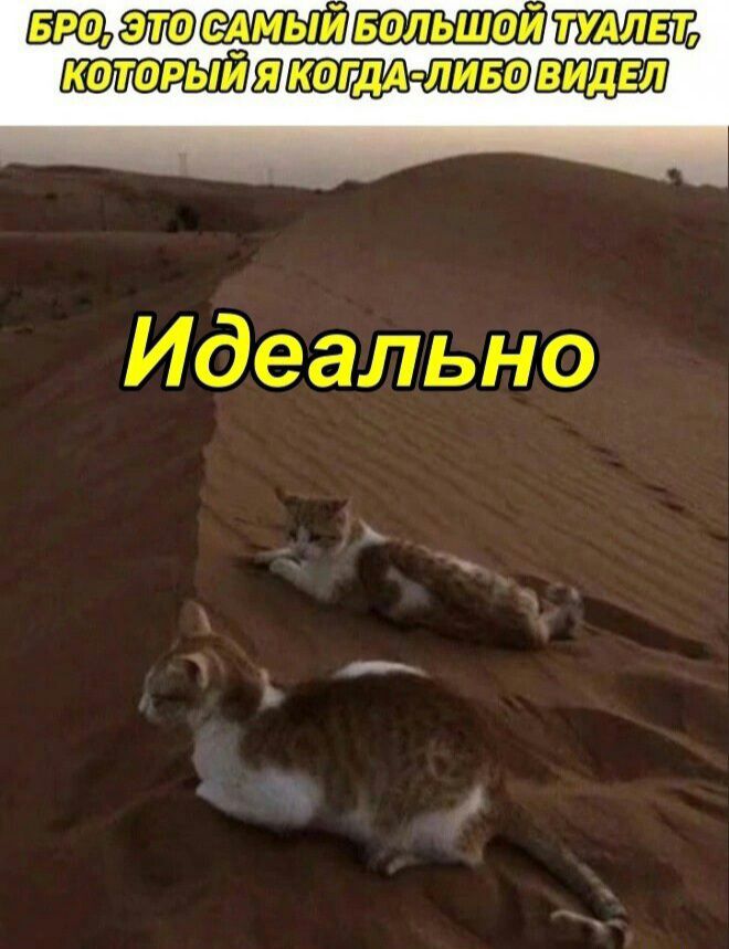 едмь1йвольший котоРЬіИПЩвлкогдА лива Идеально