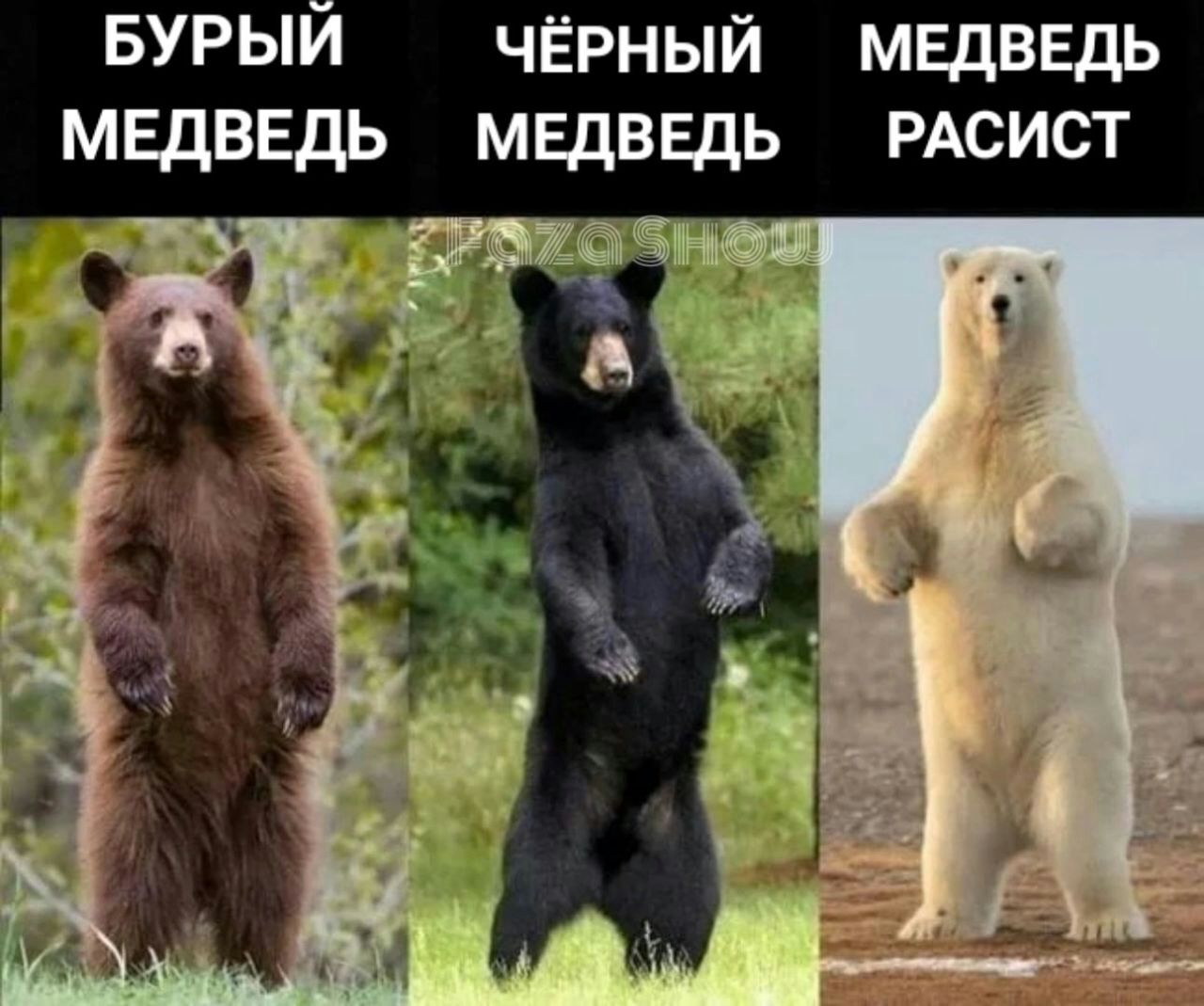 БУРЫИ черный медведь медведь медведь РАСИСТ