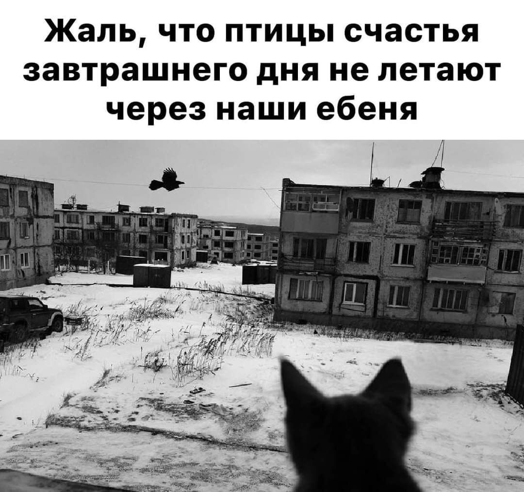 Жаль что ПТИЦЫ счастья завтрашнего дня не летают через наши ебеня